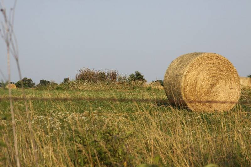mundo rural